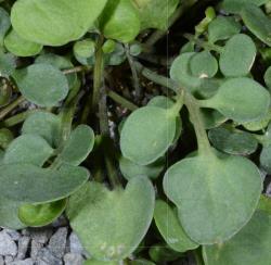 Cardamine thalassica. Rosette leaves.
 Image: P.B. Heenan © Landcare Research 2019 CC BY 3.0 NZ